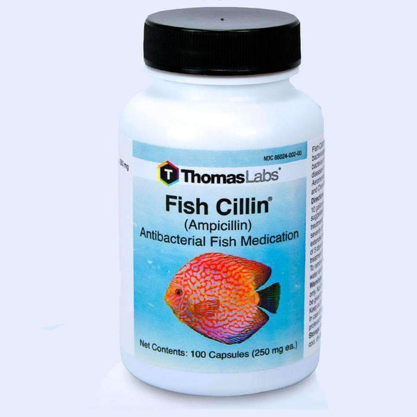 Fish Cillin (Ampicillin)