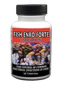 Fish Enro - Entroflaxacin